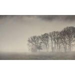 Morning Mist III