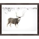 Winter Buck II